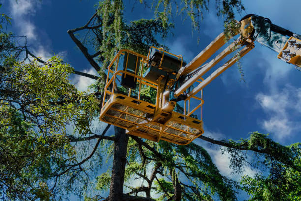 Trusted Arlington Heights, WA Tree Services Experts