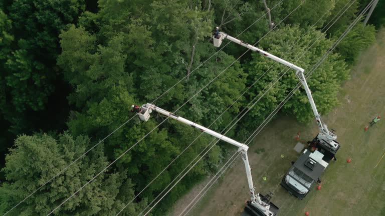 Best Tree Disease Treatment  in Arlington Heights, WA